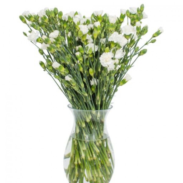 White Spray Carnations for Home or Office